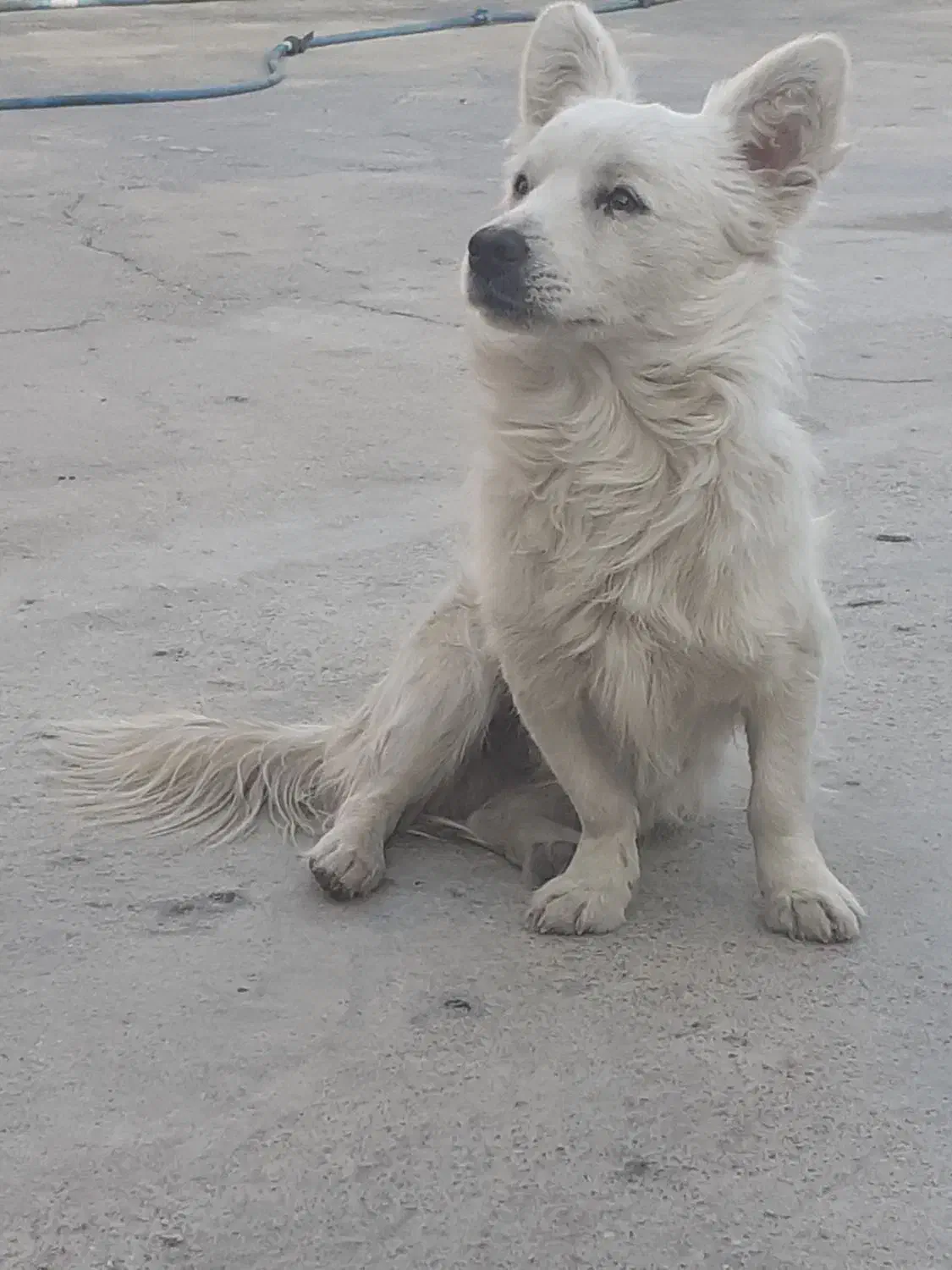 فروش سک پامر|سگ|بهبهان, |دیوار