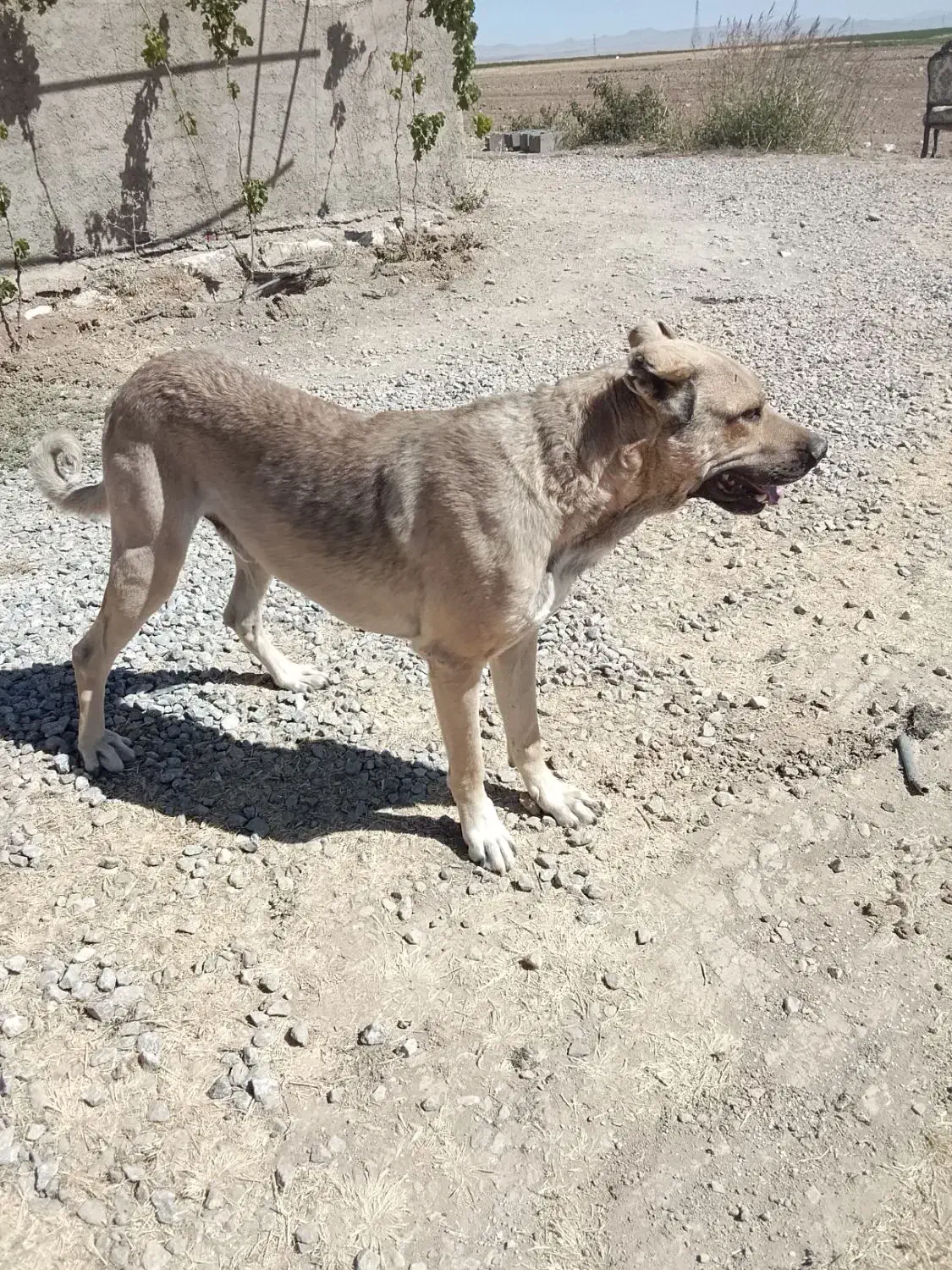 سگ نگهبان سراب|سگ|قروه, |دیوار