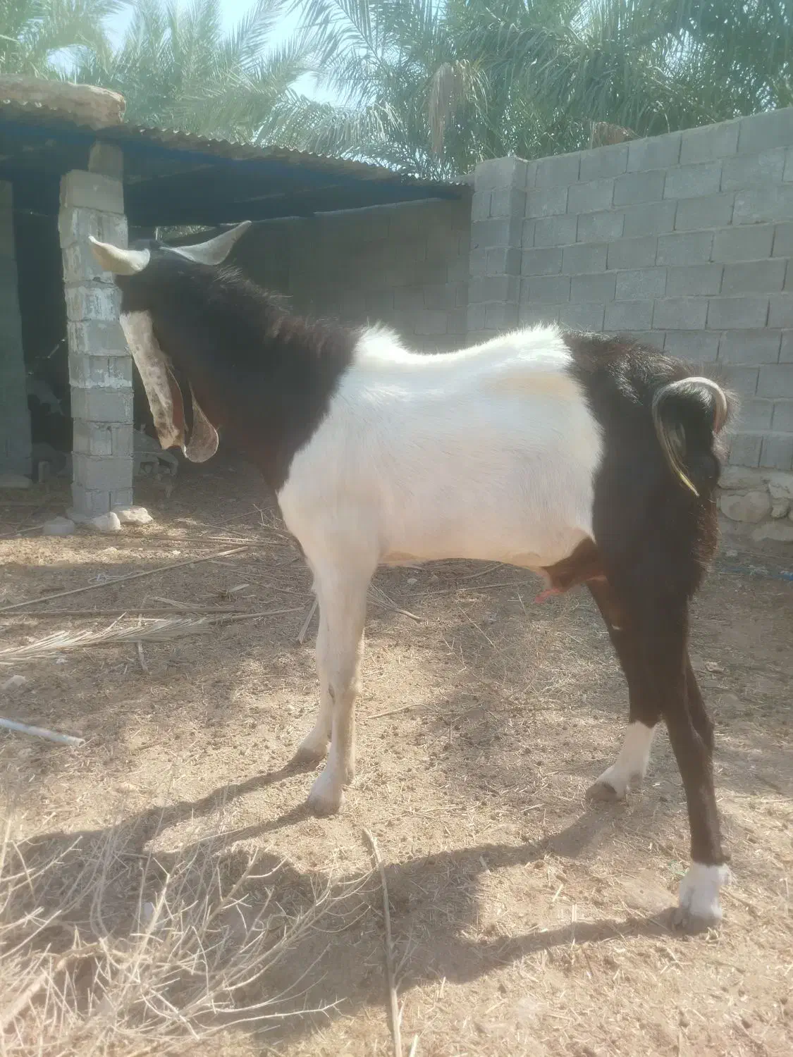 فروش پازن توافقی|حیوانات مزرعه|شیراز, باباکوهی|دیوار