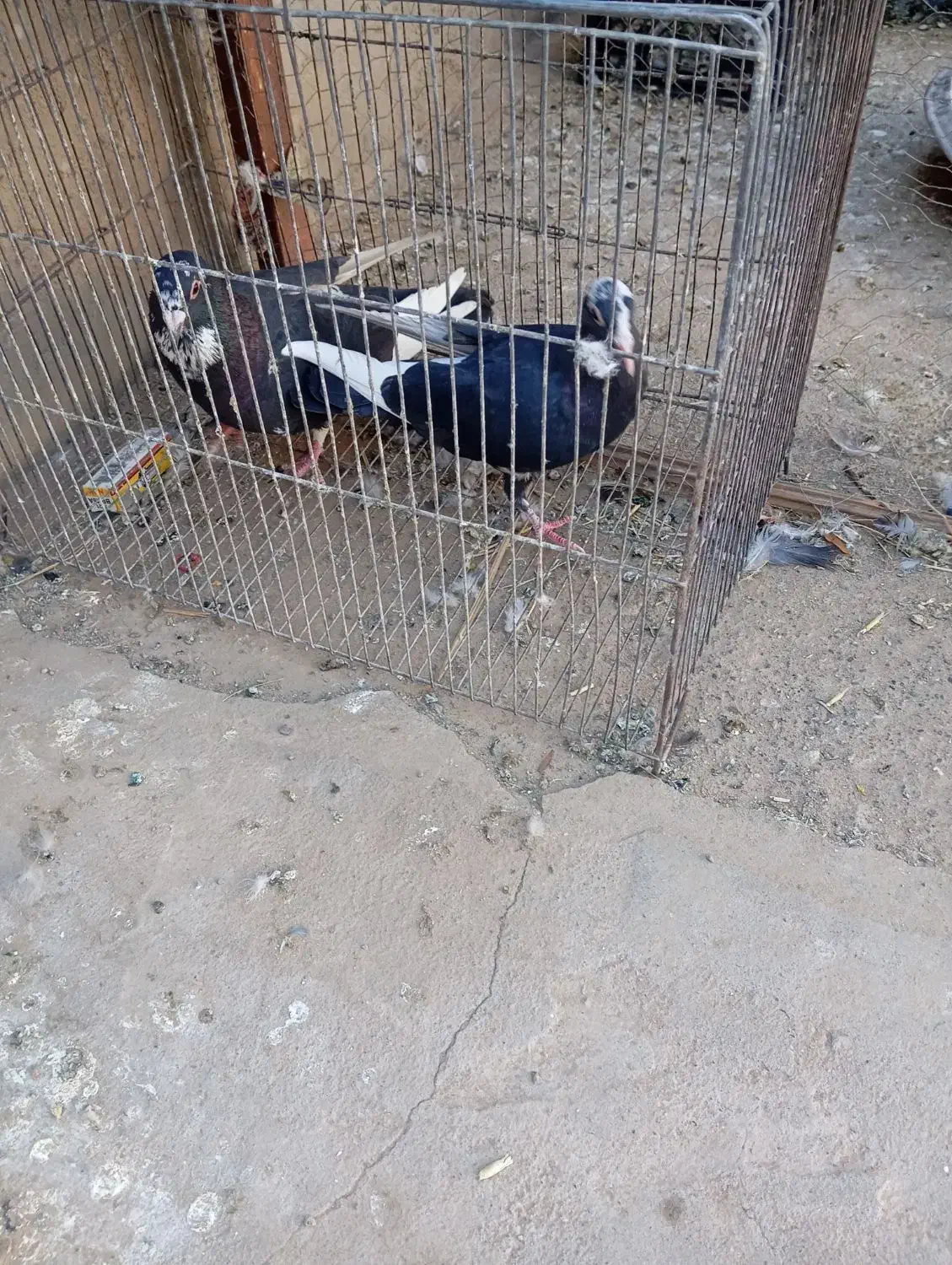 سیاه پلنگ|پرنده|گنبکی, |دیوار