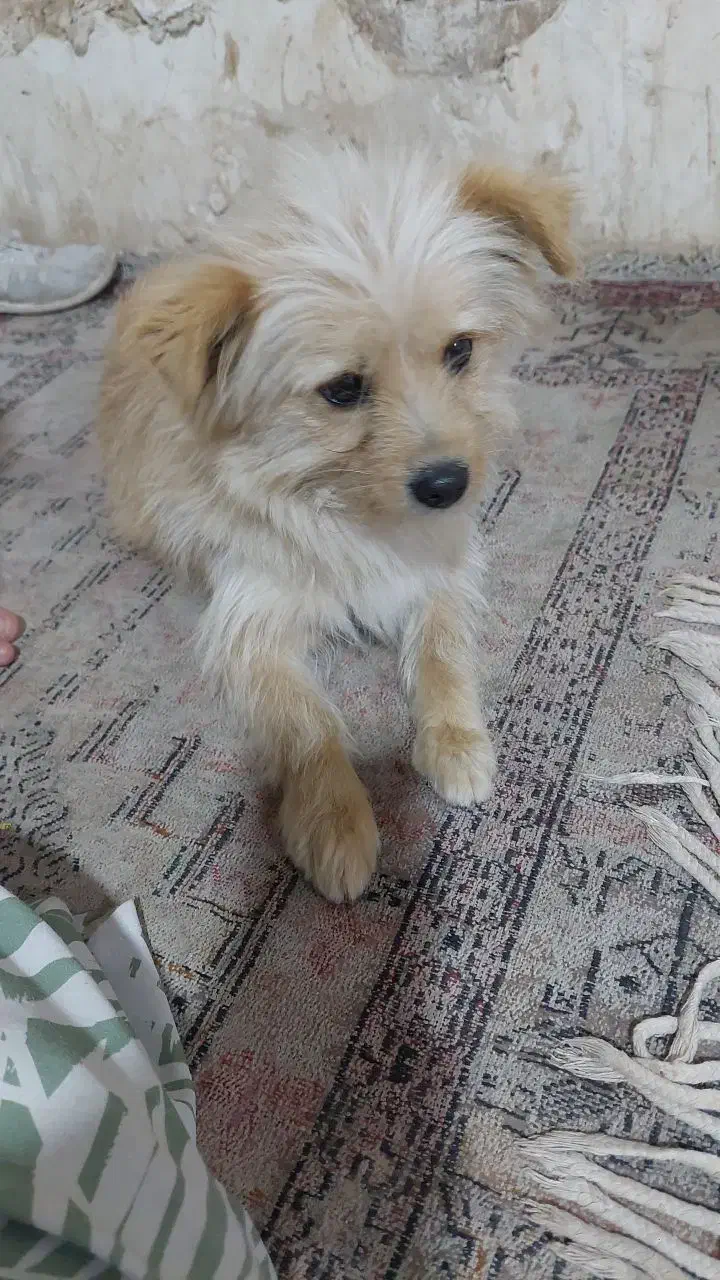 سگ دستی|سگ|کرمانشاه, |دیوار