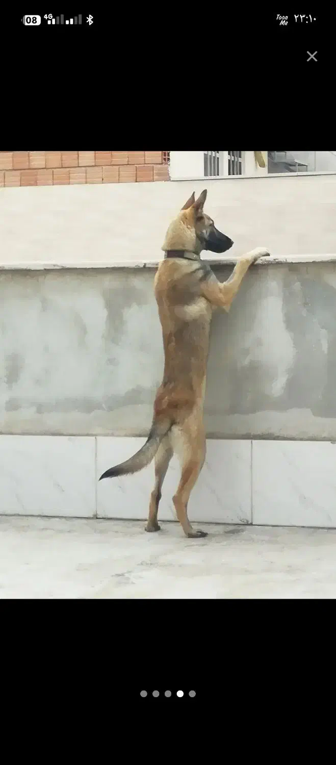 سگ مالینویز|سگ|بهشهر, |دیوار