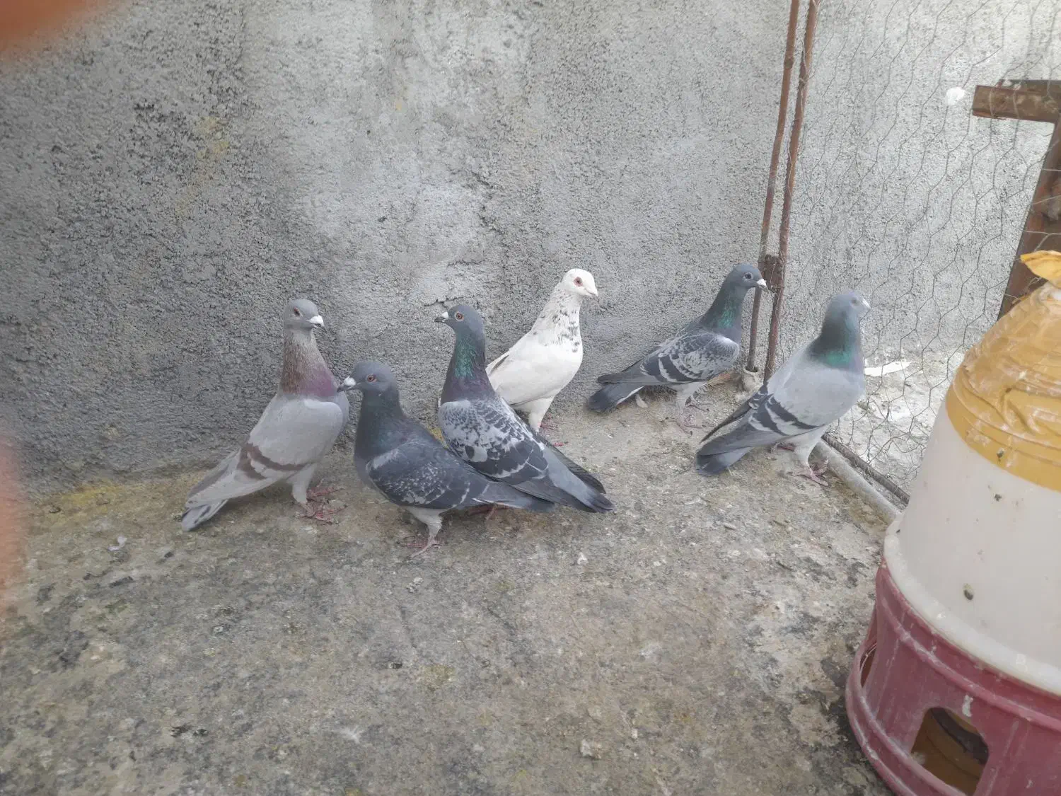 کبوتر پلاکی|پرنده|لنجان, |دیوار