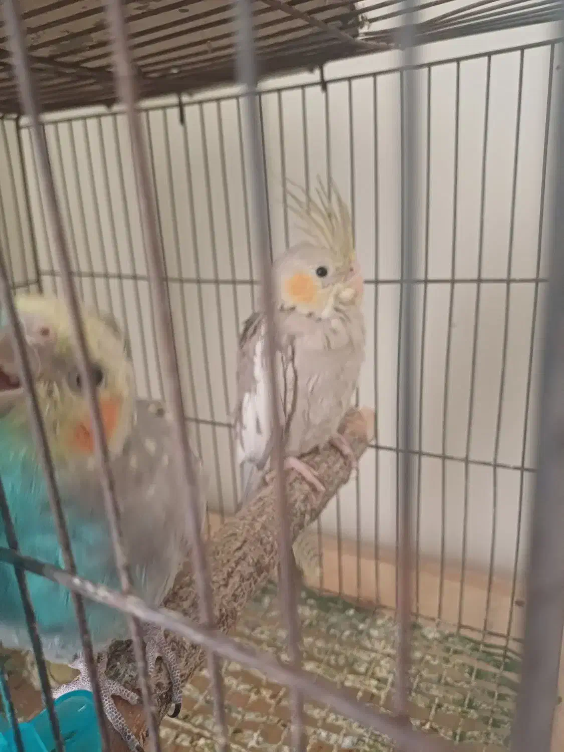 عروس هلندی|پرنده|محمدیه-قزوین, |دیوار