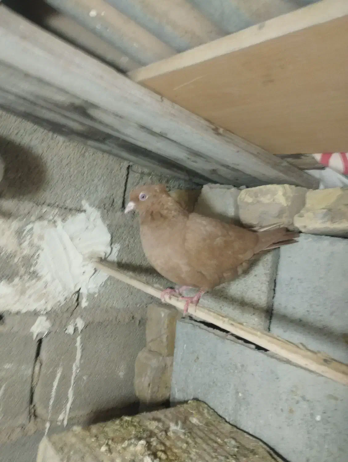 زرد|پرنده|کوه چنار, |دیوار