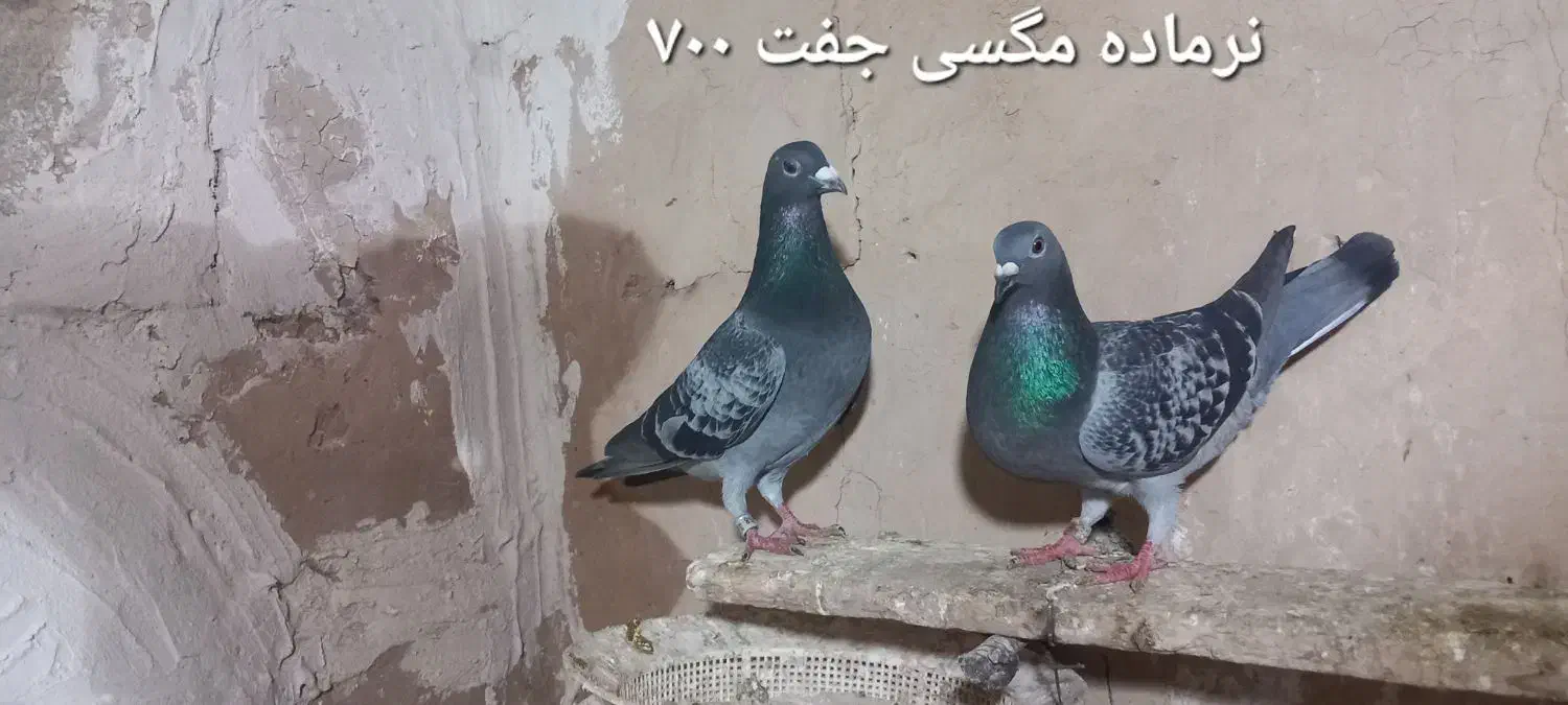 کبوتر نامه بر|پرنده|کرمانشاه, |دیوار