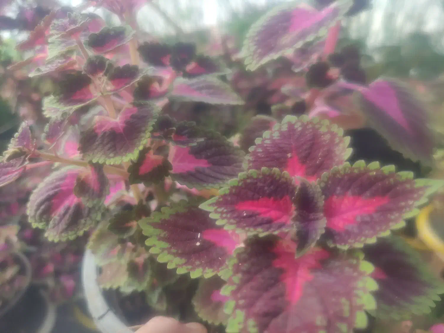 گل های طبیعی وسالم|گل و گیاه طبیعی|مشهد, سرافرازان|دیوار