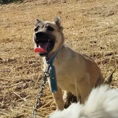 سگ پاکوتاه|سگ|سنقر, |دیوار