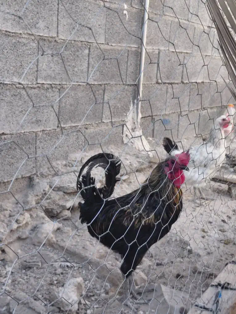 مرغ خروس محلی|حیوانات مزرعه|کوه چنار, |دیوار