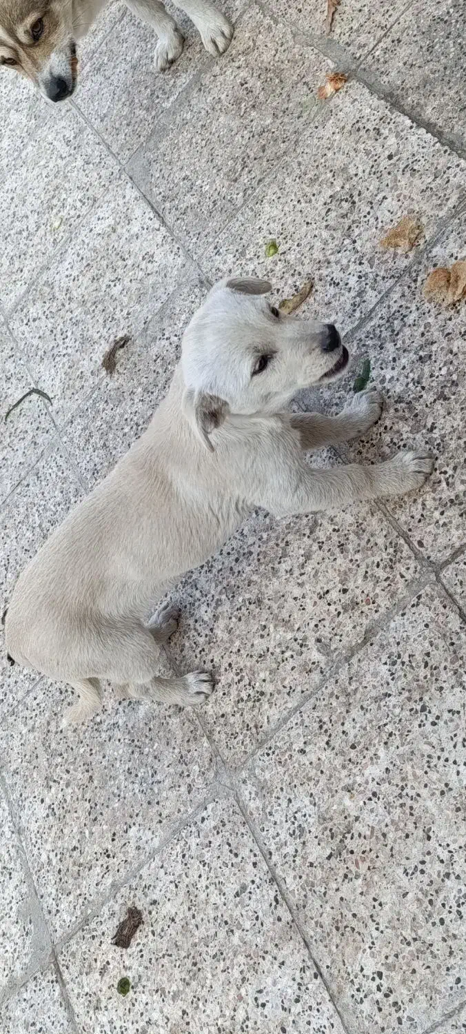 سگ پاکوتاه تریر|سگ|مشهد, سازمان آب|دیوار