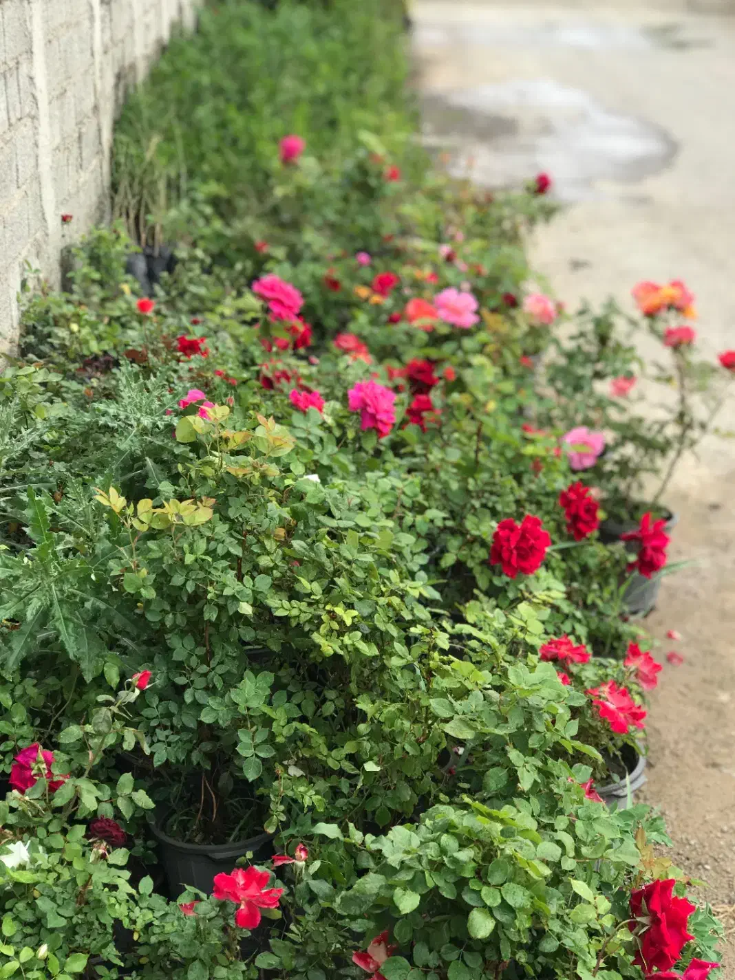 کاشت گل رز هلندی دایم گل|گل و گیاه طبیعی|تهران, شهرک دانشگاه|دیوار