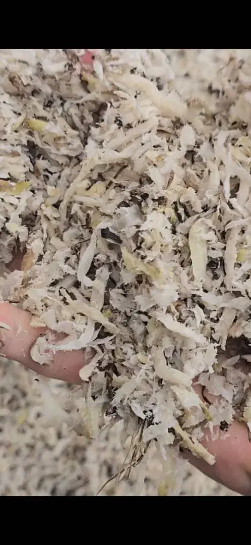 تفاله چغندر تازه به صورت فله|لوازم جانبی حیوانات|بشاریات, |دیوار