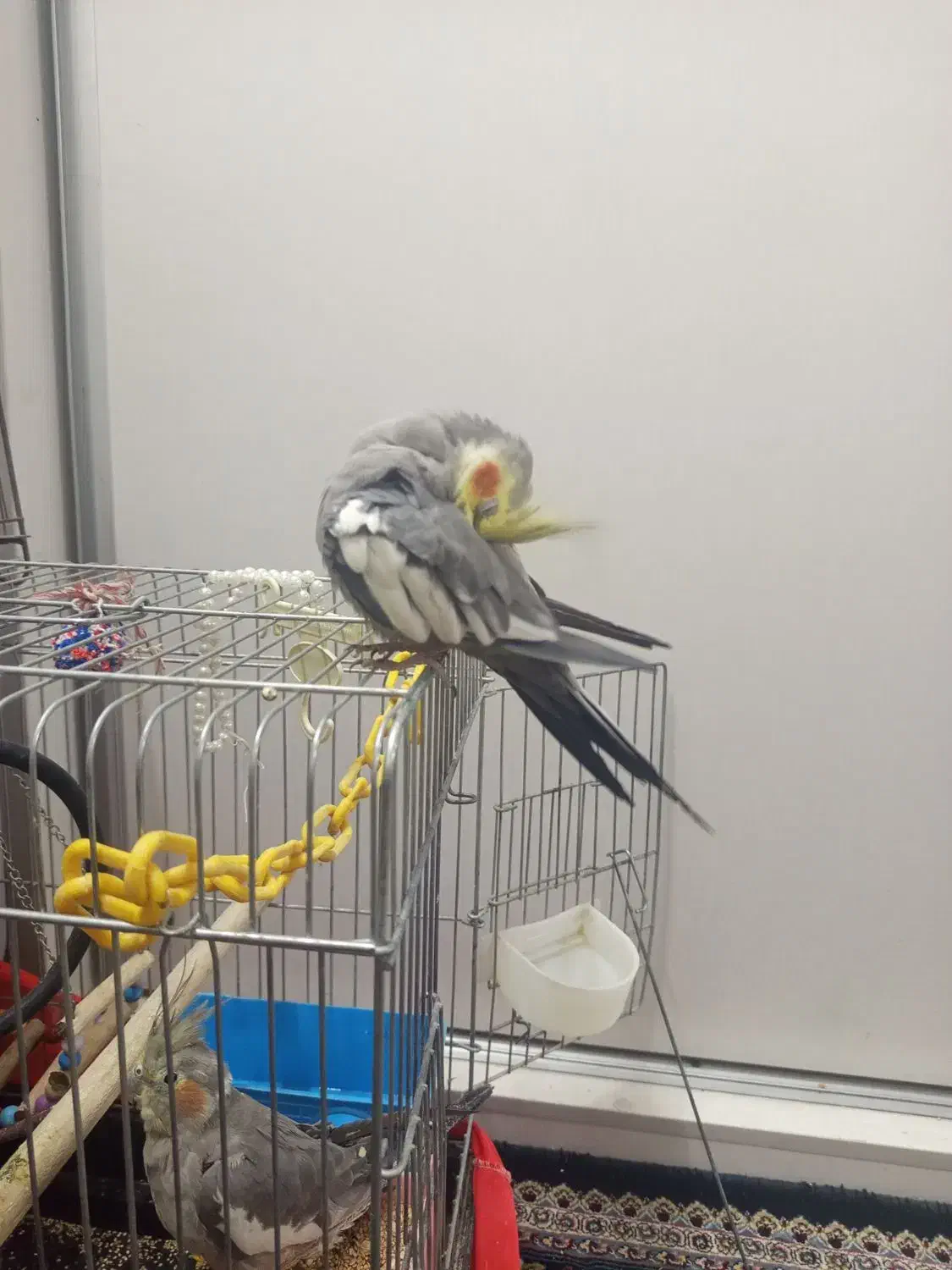 مرغ عشق|پرنده|ری, هاشم‌آباد|دیوار