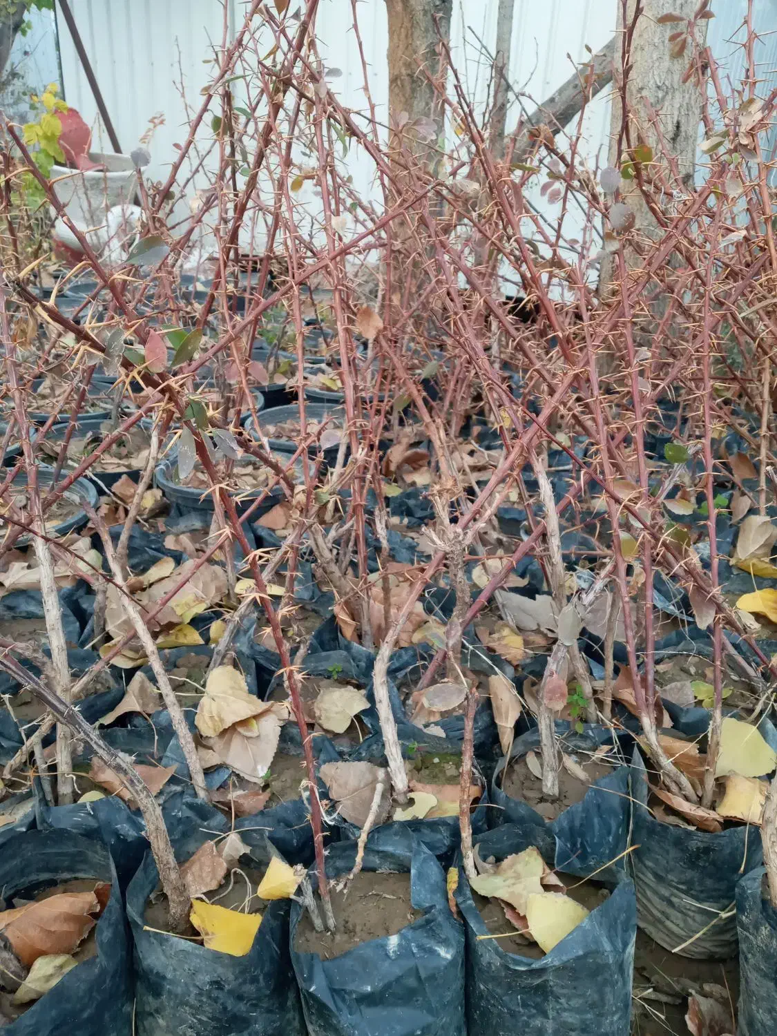 فروش نهال زینتی زرشک گل و..|خدمات باغبانی و درختکاری|محمدشهر, محمدشهر|دیوار