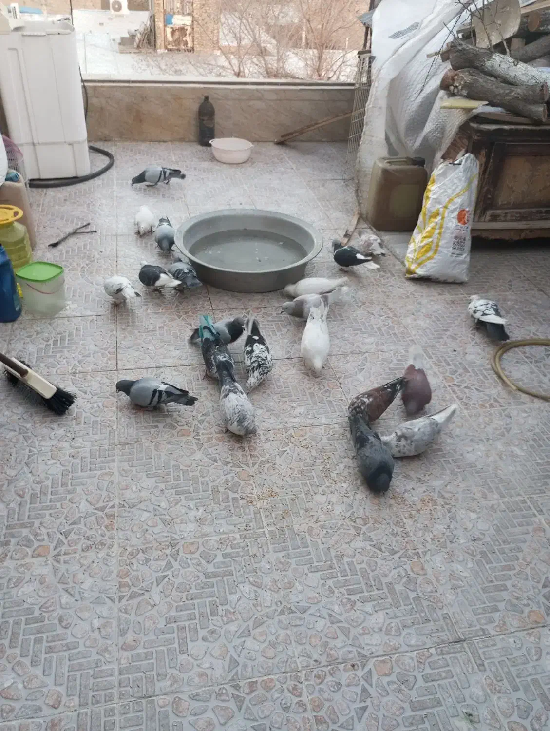 23عدد کبوتر|پرنده|ماهدشت, |دیوار