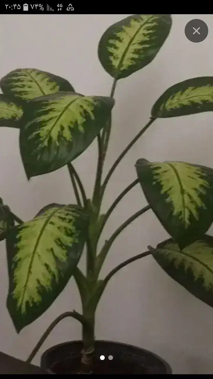 گل دیفن|گل و گیاه طبیعی|سنقر, |دیوار