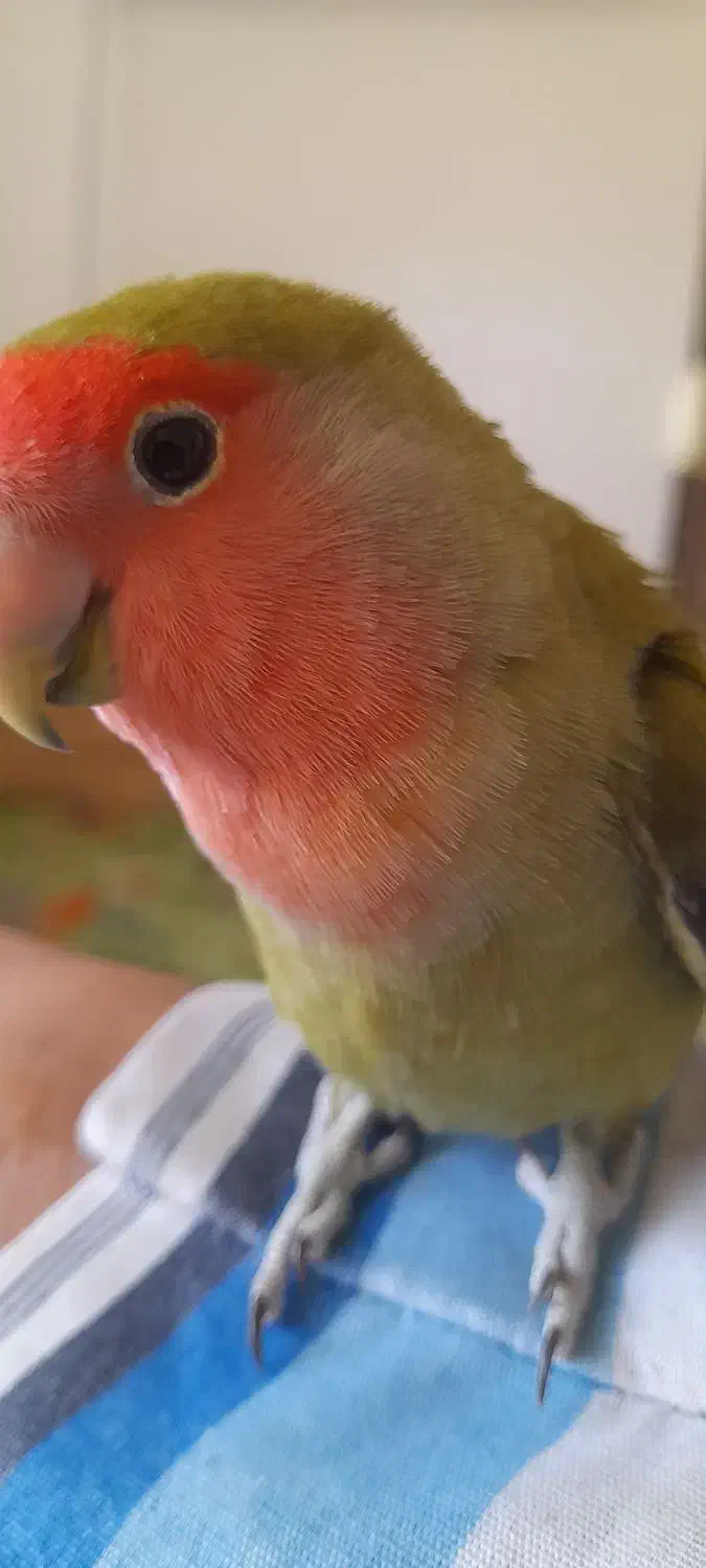 پرنده طوطی برزیلی|پرنده|شاهین‌شهر, شهرک گلدیس|دیوار