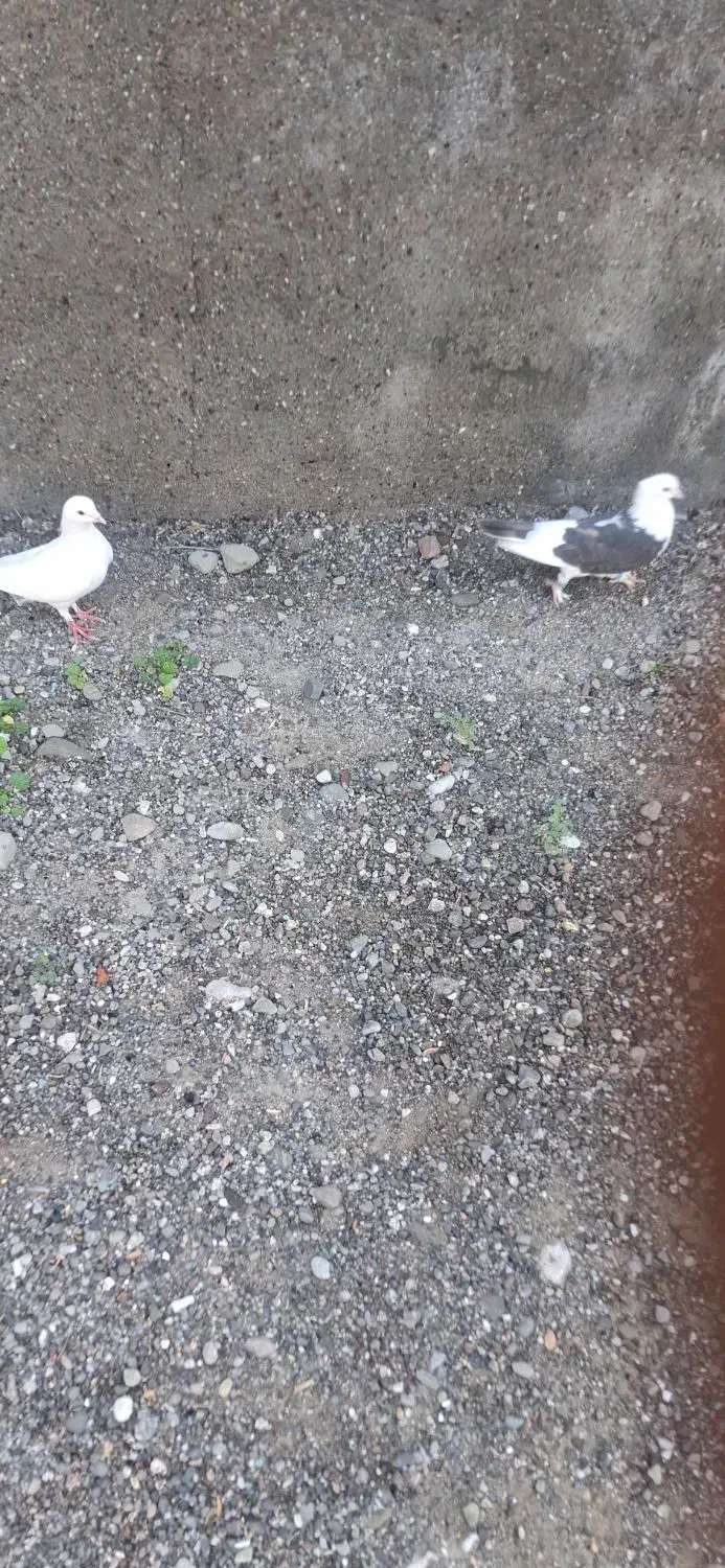 کبوتر درجای|پرنده|میناب, |دیوار