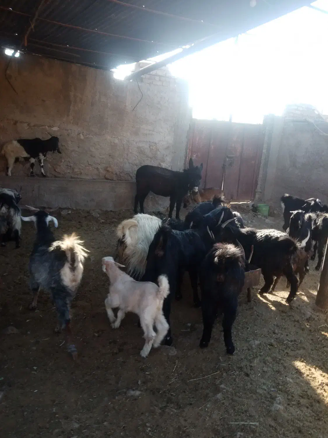 فروش 20راس بز کهره دار و آبستن 10 تا چپش ماده|حیوانات مزرعه|مرودشت, رامجرد یک|دیوار