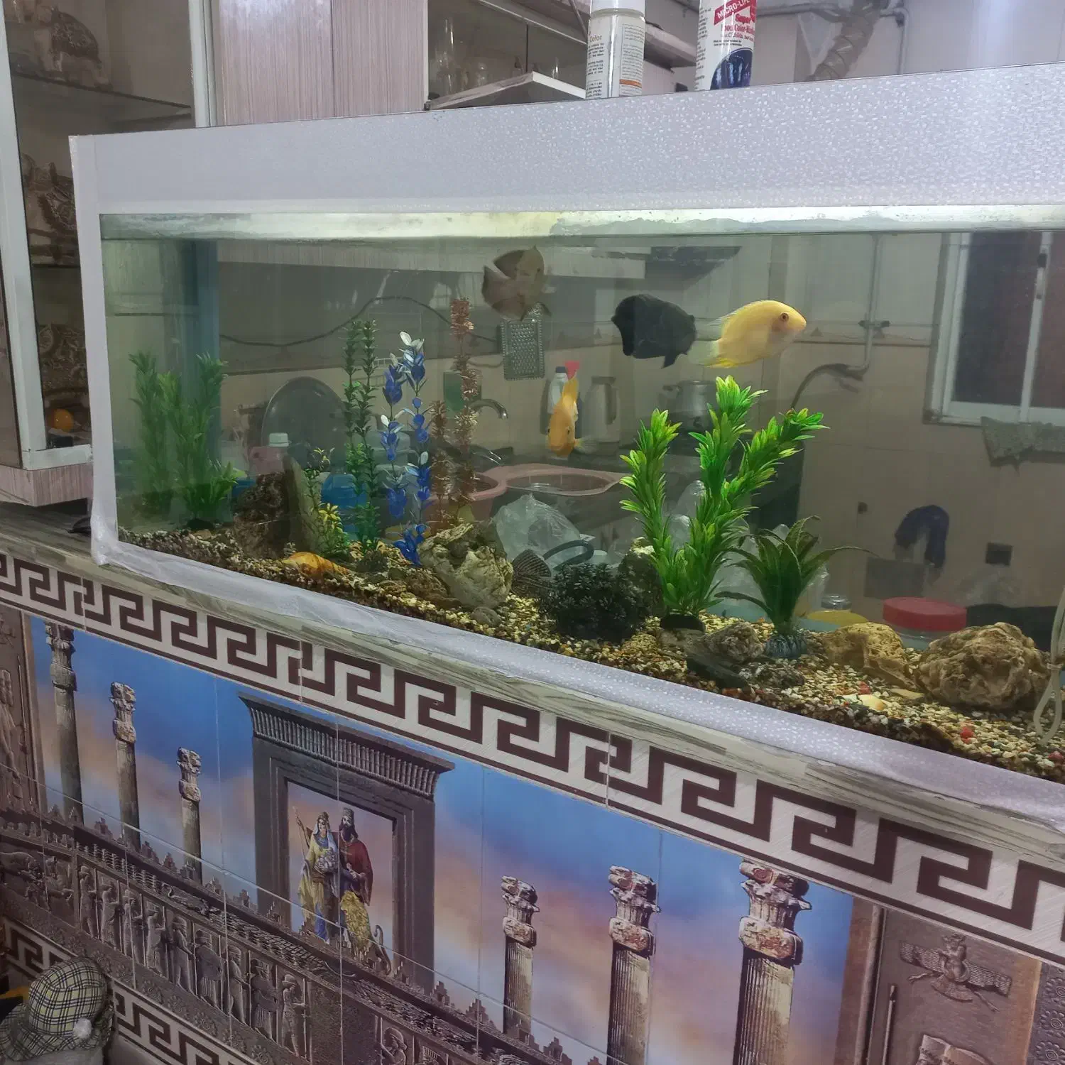 آکوارییوم|ماهی|قرق, |دیوار