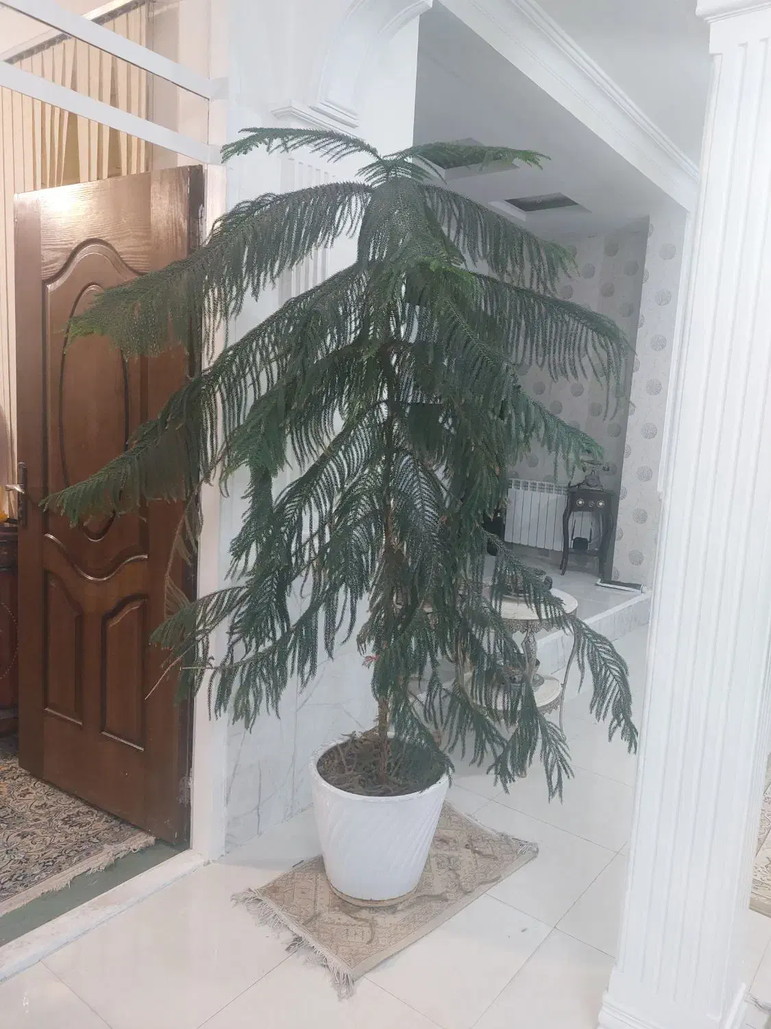 درخت مطبق|گل و گیاه طبیعی|یزد, |دیوار