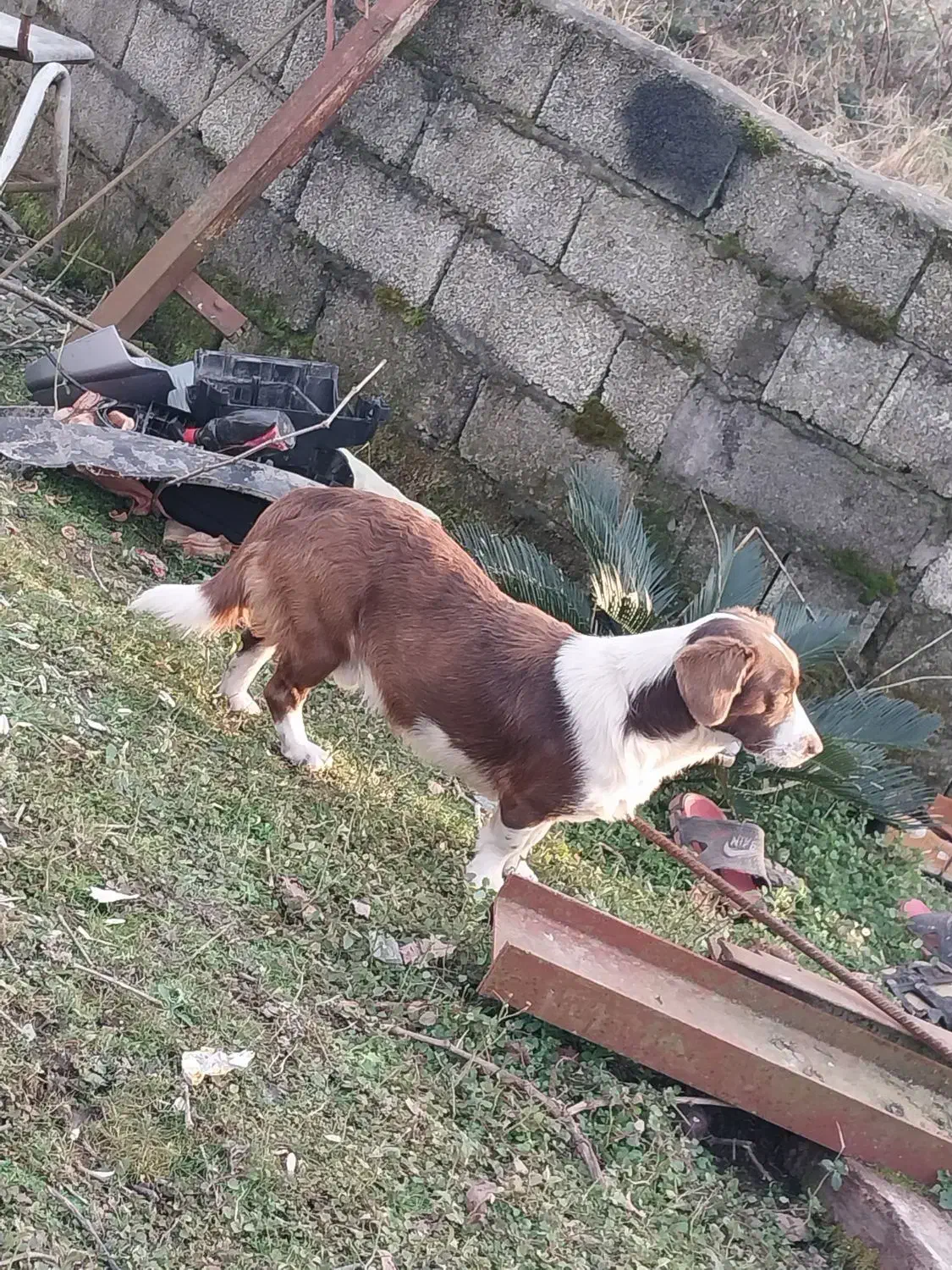 سگ گم شده|حیوانات|اسالم, |دیوار