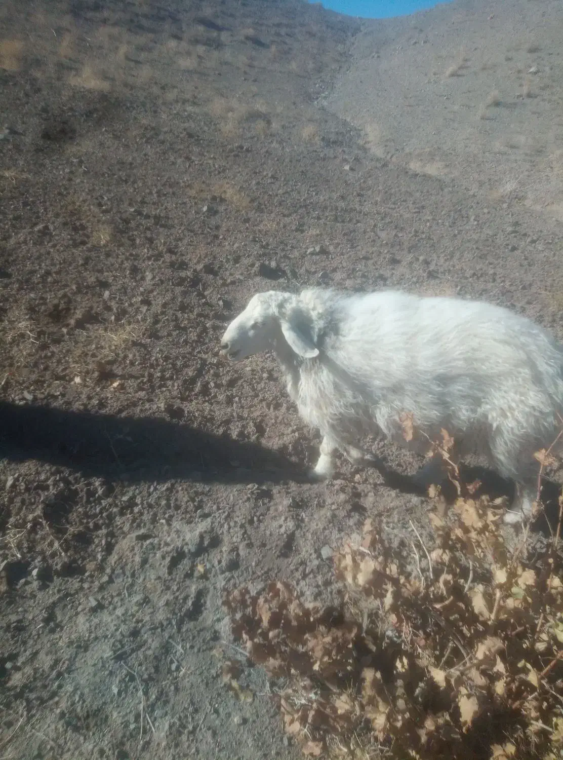 بره|حیوانات مزرعه|بیرجند, |دیوار