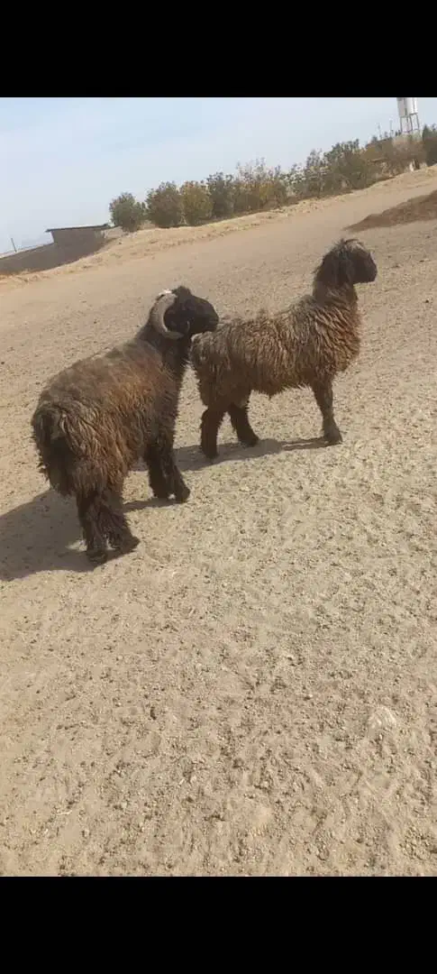 قوچ بختیاری|حیوانات مزرعه|شیراز, دوکوهک|دیوار