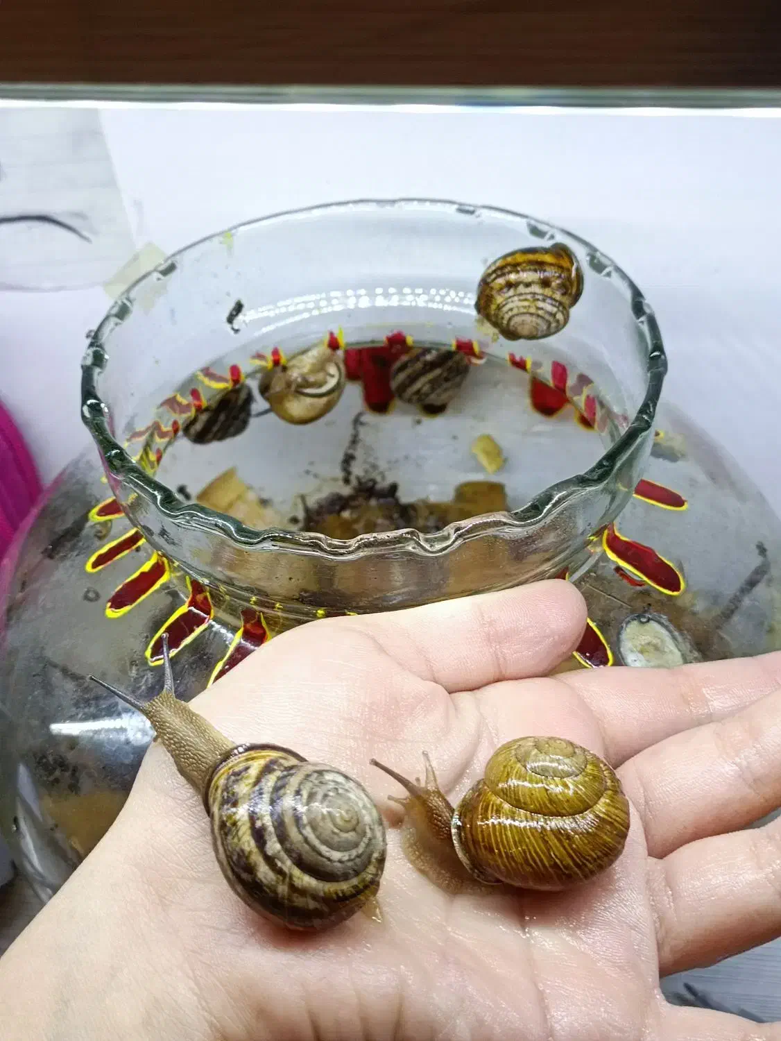 ۱۱ تا حلزون اگزوتیک|خزنده|شیراز, معالیآباد|دیوار