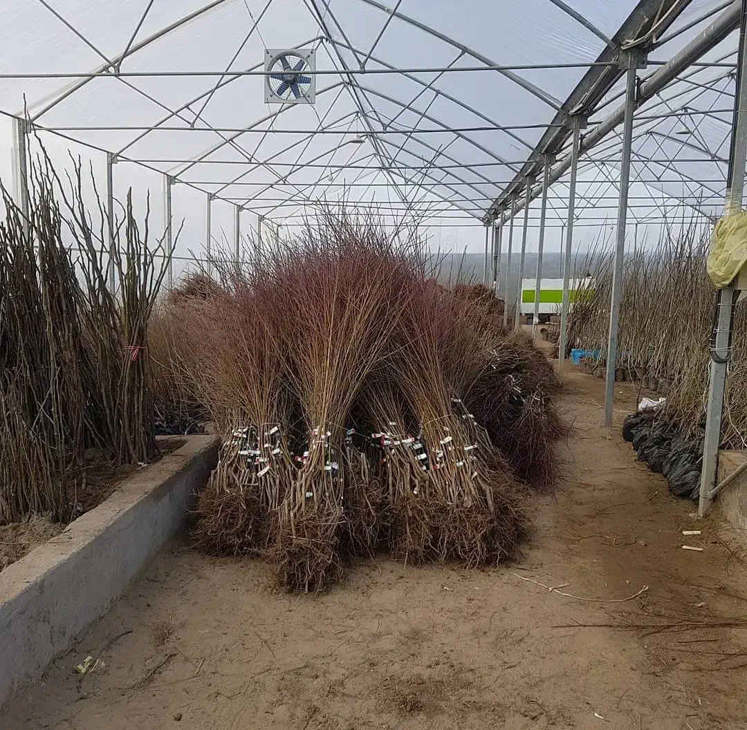 نهال بادام تونو|خدمات باغبانی و درختکاری|کوهپایه, |دیوار