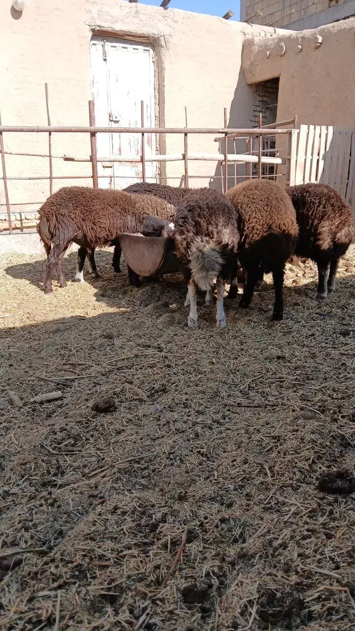 گوسفند|حیوانات مزرعه|فولادشهر, B2|دیوار