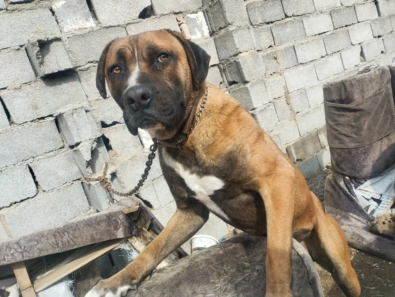 پیتبول کنکورسو گم شده در شاندیز|حیوانات|شاندیز, |دیوار