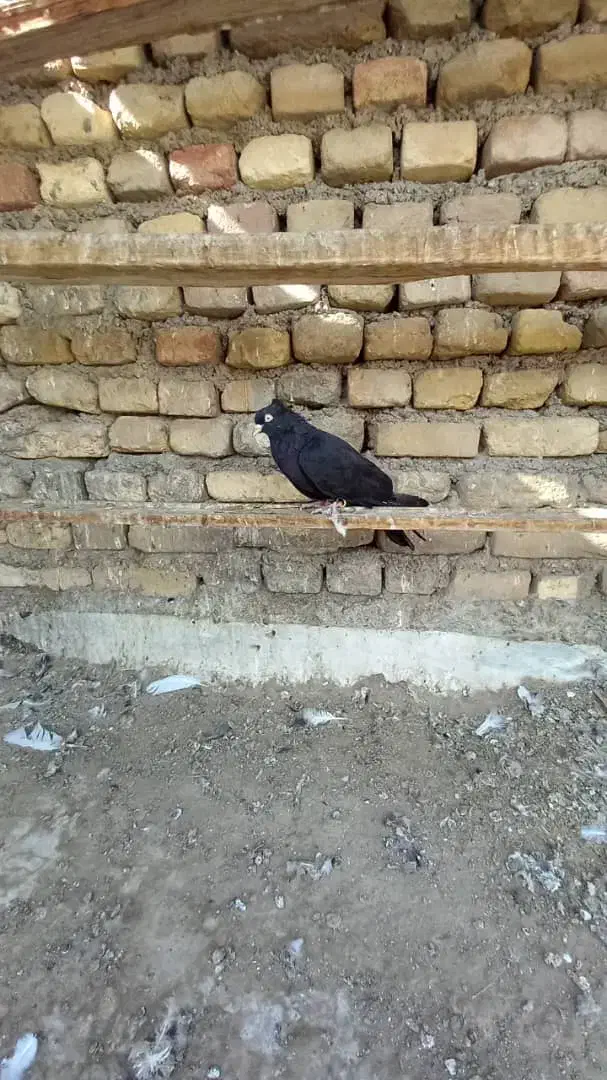 کبوتر پرشی|پرنده|خرمشهر, |دیوار