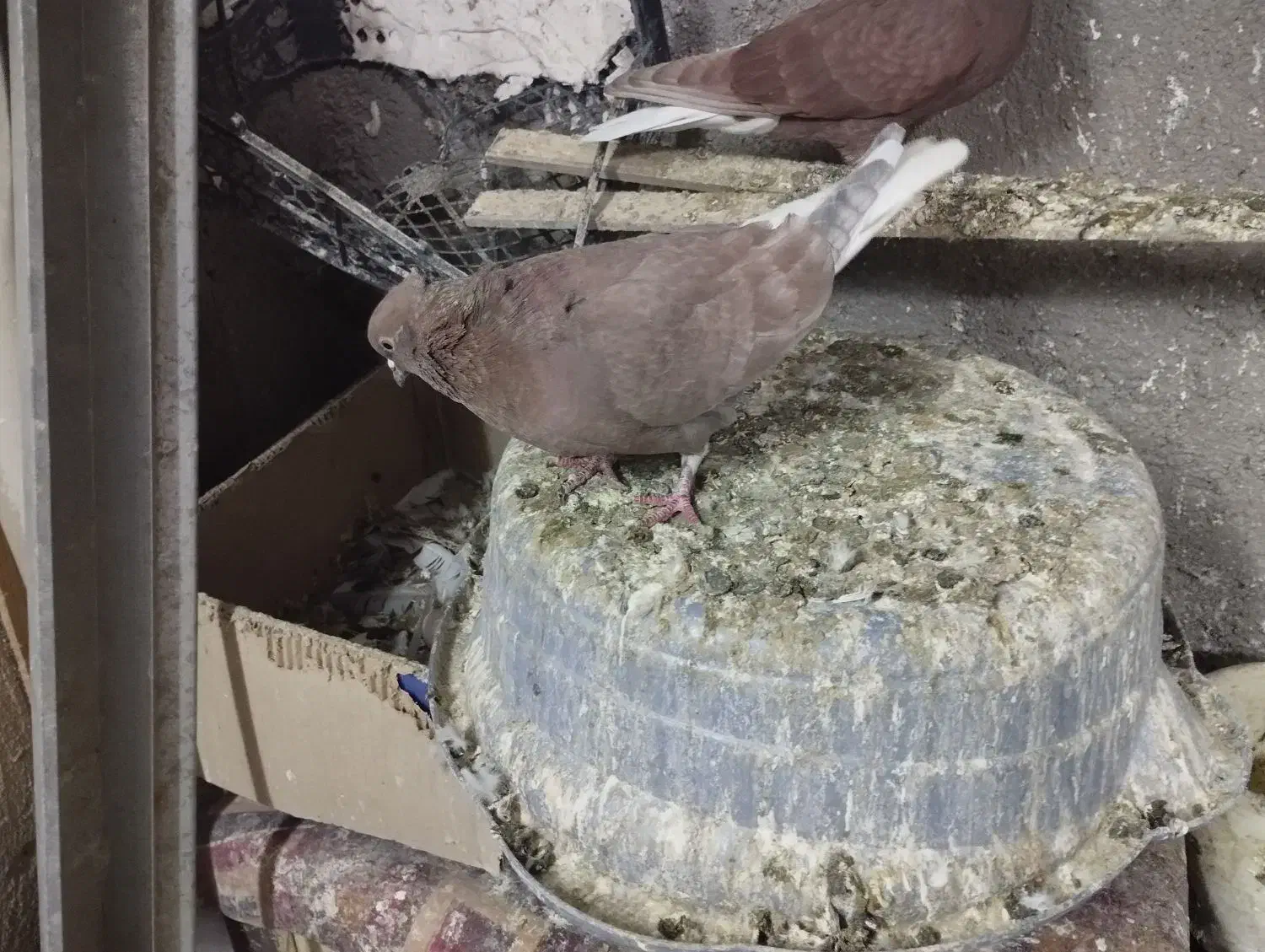 کفتر دم سفید شونی|پرنده|بروجرد, |دیوار