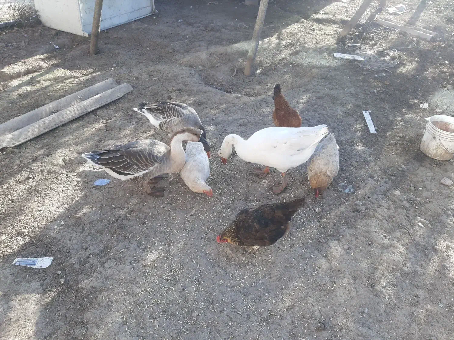 قوغاز|حیوانات مزرعه|ویلکیج, |دیوار