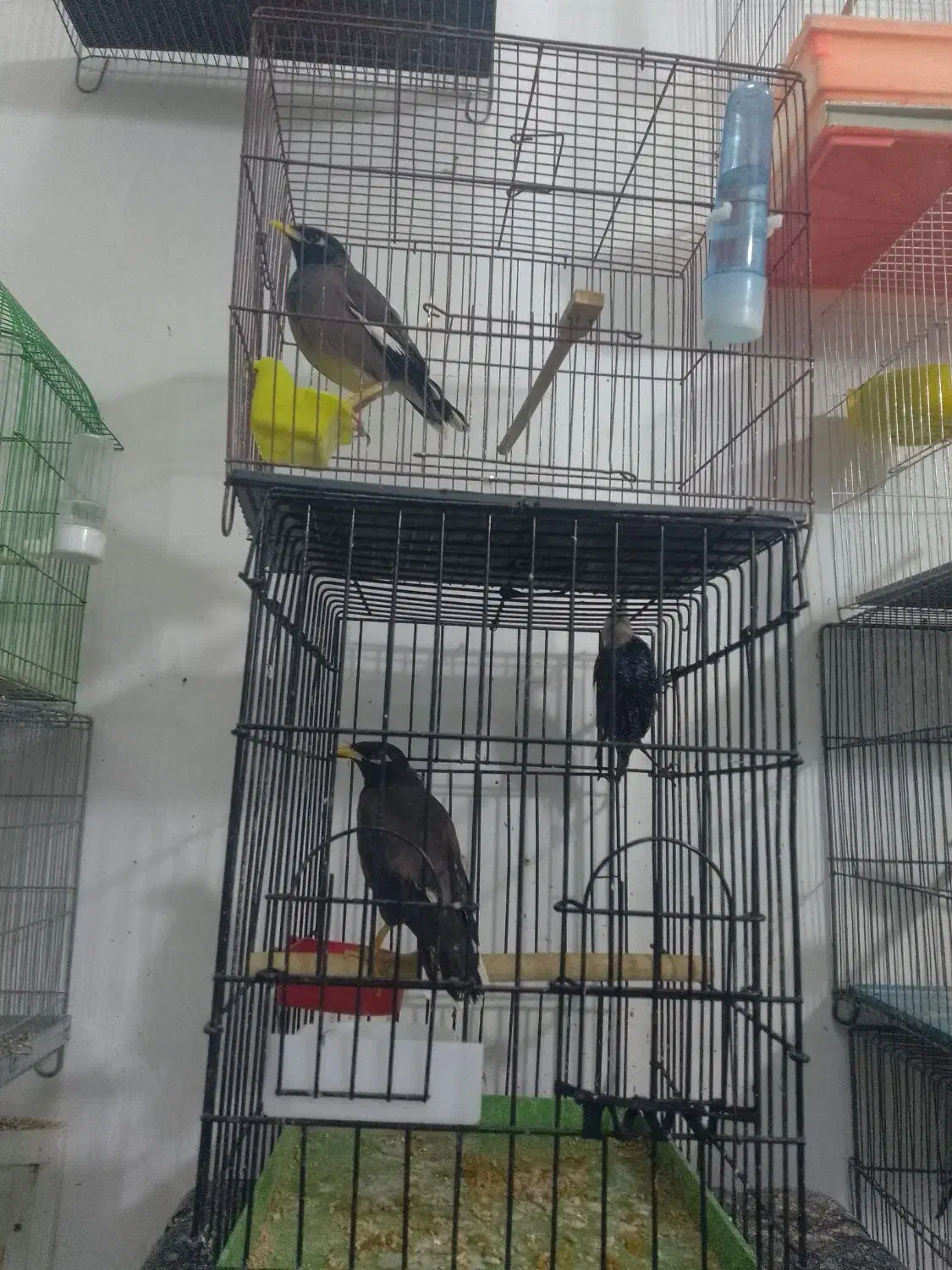 مرغ مینا.رام|پرنده|هشتگرد, شهرک گلها|دیوار