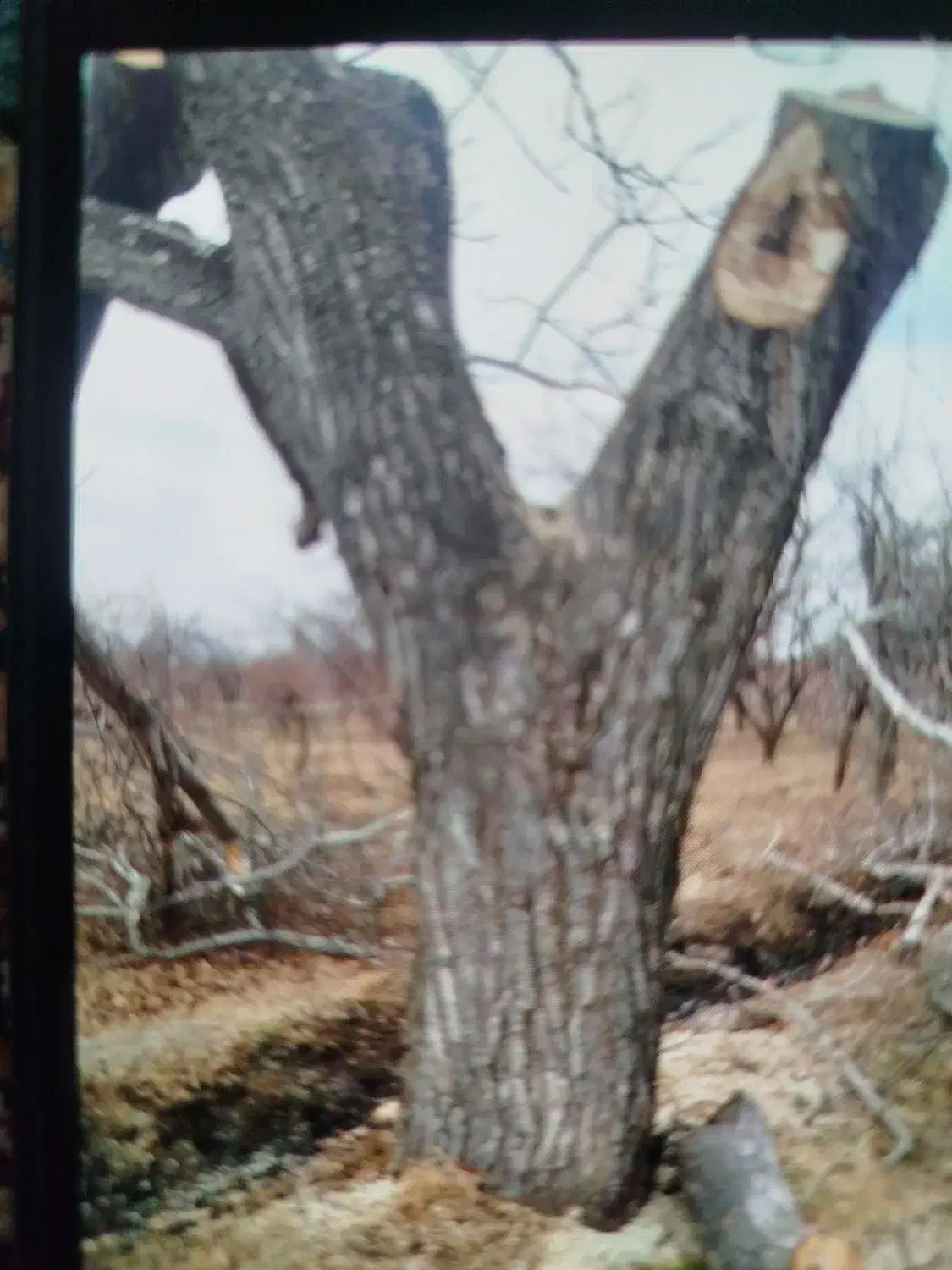 خرید و فروش چوب خشک و تر قاسمی.|خدمات باغبانی و درختکاری|ارومیه, |دیوار