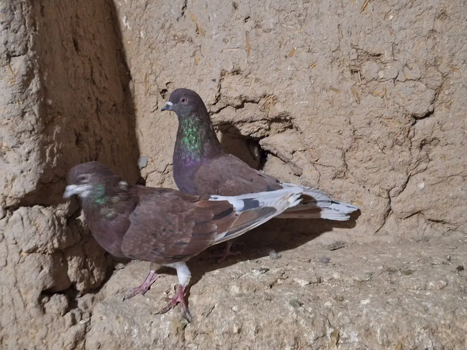 کبوتر تهرانی|پرنده|بهار, |دیوار