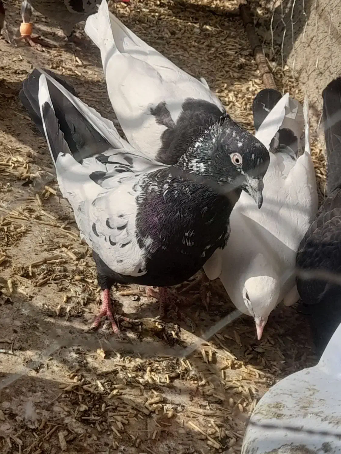 سینه سیاه نر|پرنده|جوین, |دیوار