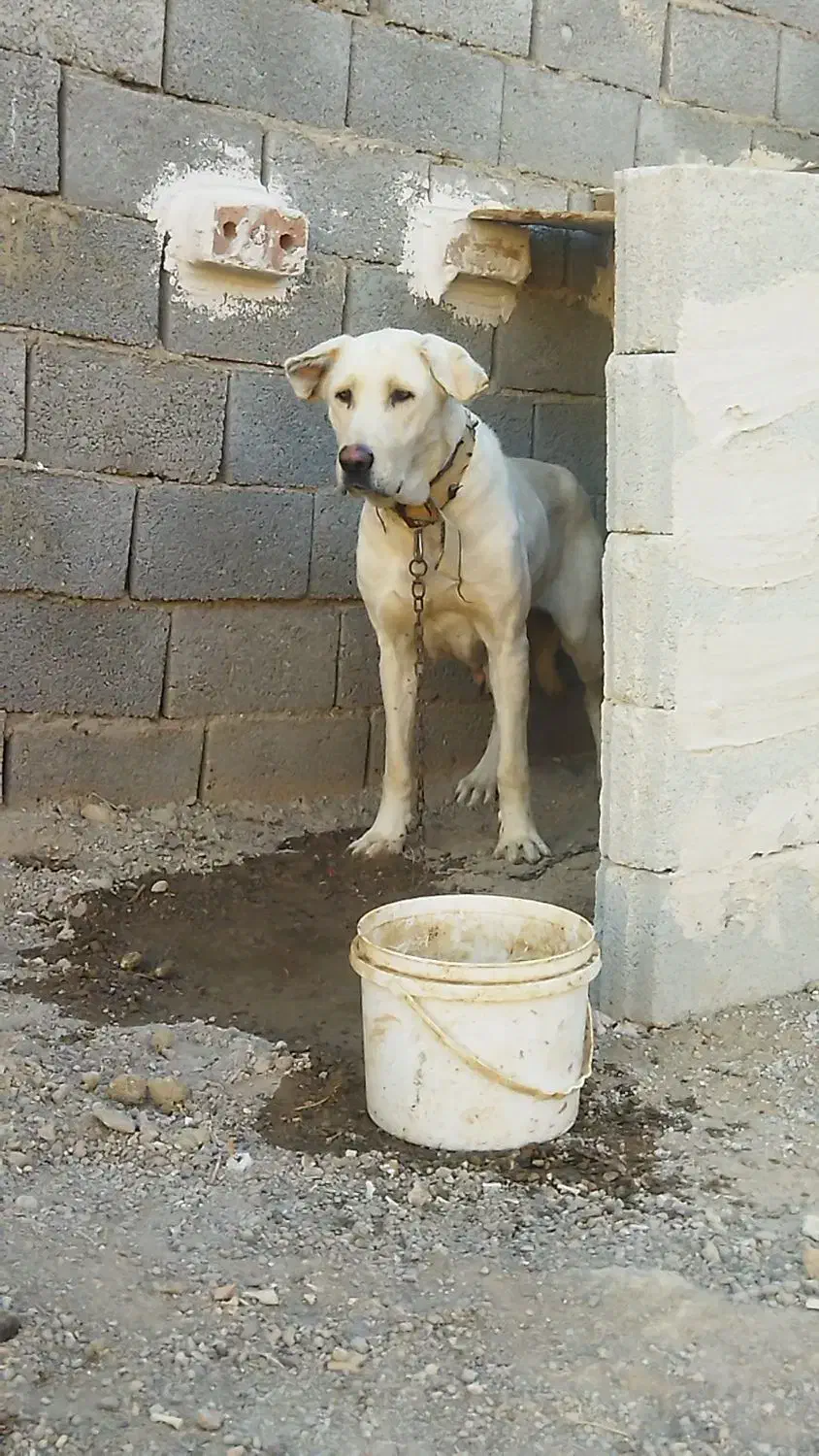 دو عدد ماده عراقی نسل سفید بستان آباد درجه یک|سگ|تبریز, |دیوار