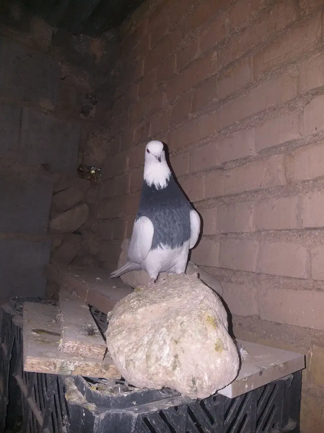 کبوتر|پرنده|لردگان, |دیوار