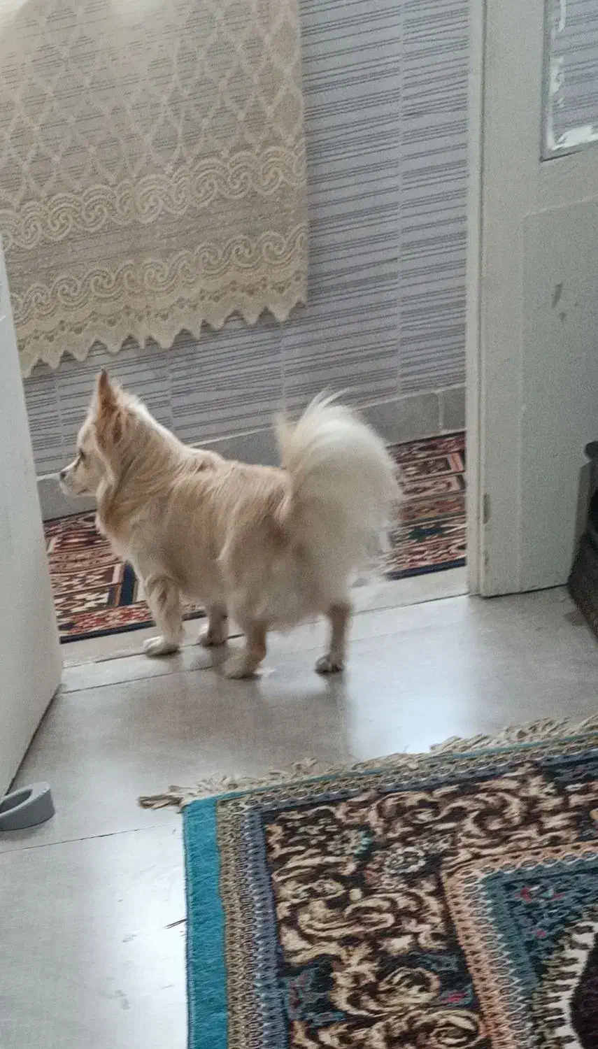 اشمیتز اصل، نر   برای جفت خوردن|سگ|رشت, شهرک صبا|دیوار