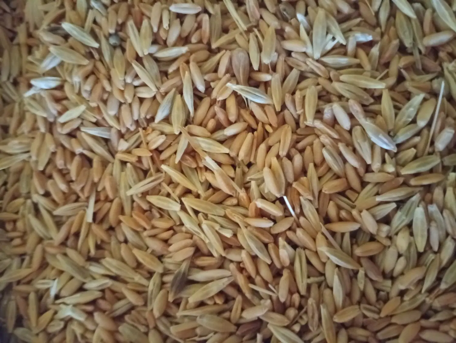گندم وجو|لوازم جانبی حیوانات|زرین دشت (همدان), |دیوار