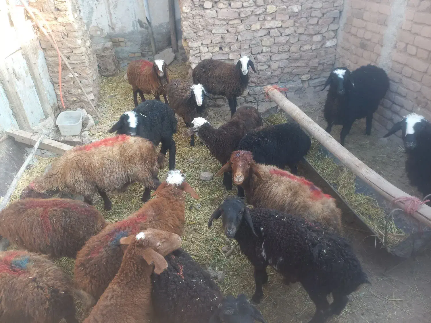 گوسفند فروشی تکی و کلی|حیوانات مزرعه|الوند, |دیوار