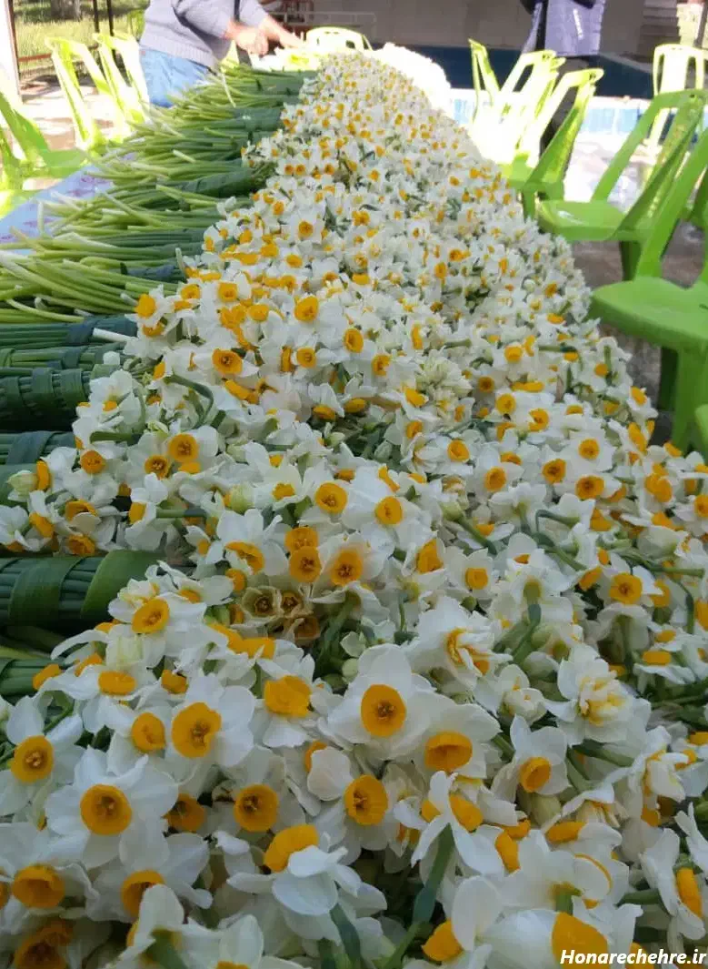 فروش گل نرگس کله قندی|گل و گیاه طبیعی|جره و بالاده, |دیوار