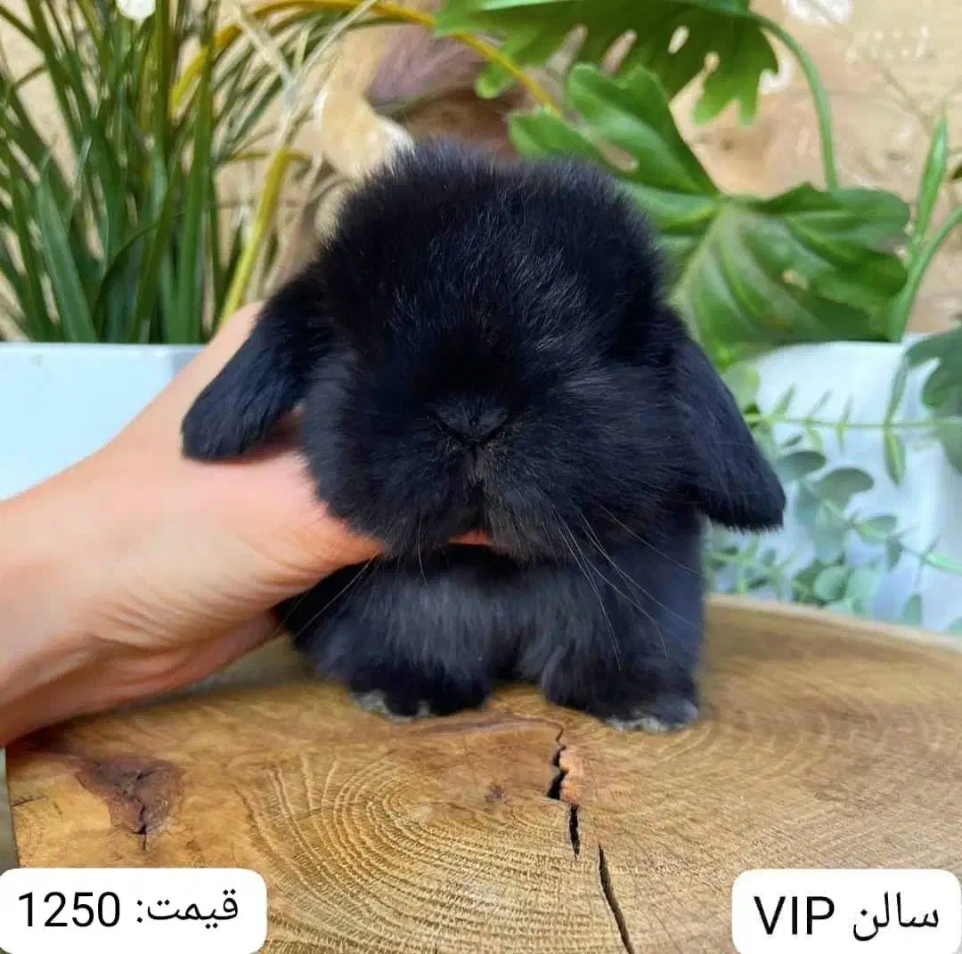 خرگوش|موش و خرگوش|محمدیه-قزوین, |دیوار