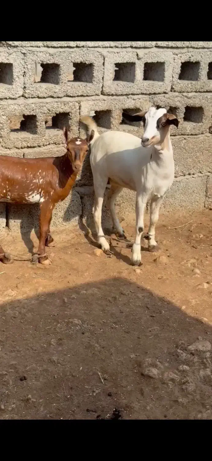 ماده کوچک و بزرگ|حیوانات مزرعه|نائین, |دیوار