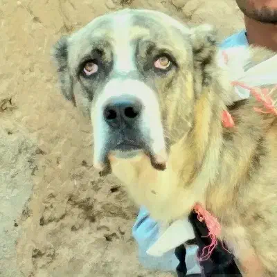 حیون شجر دار|سگ|تربتحیدریه, بالا ولایت|دیوار