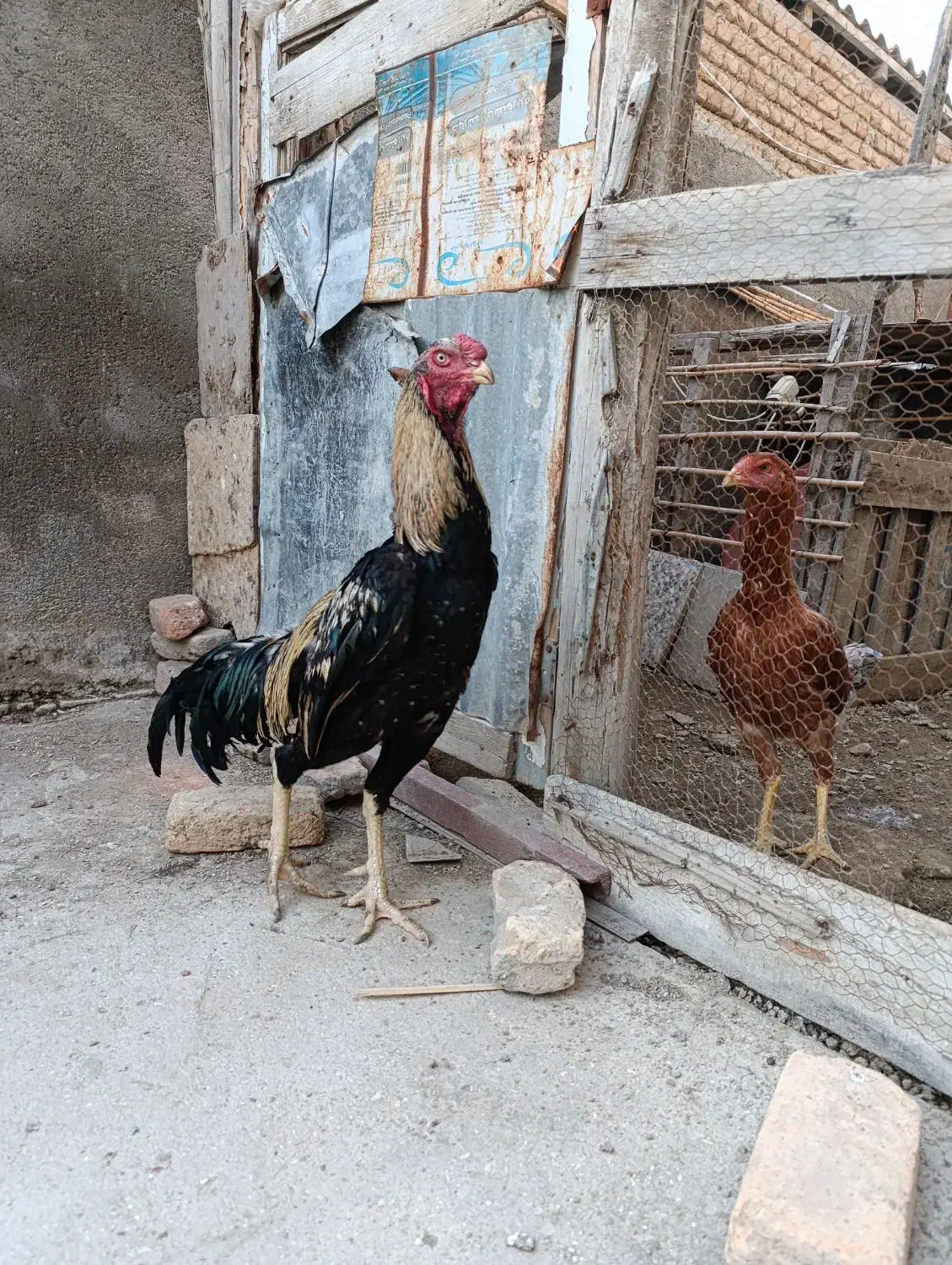 خروس لاری صابونی|حیوانات مزرعه|گمیشان, |دیوار