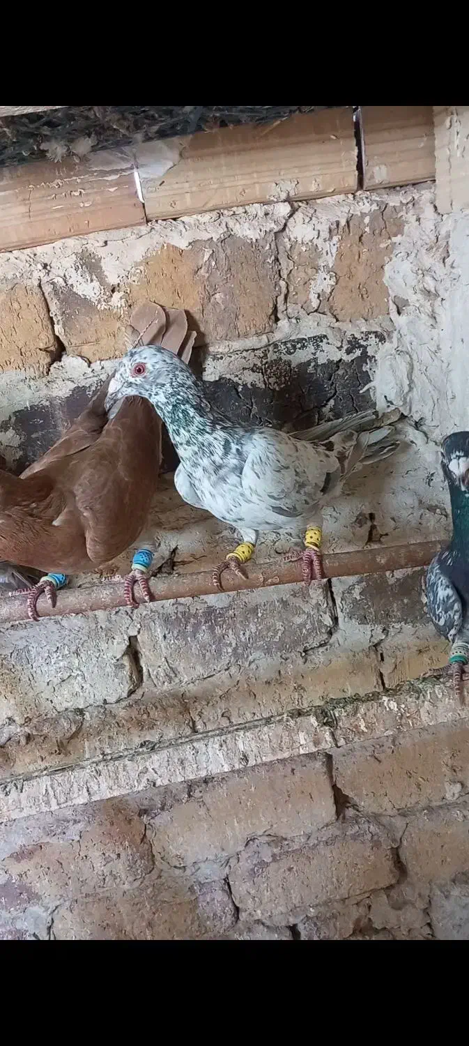 هفرنگ خطی طوقی سیاهپوش|پرنده|اقبالیه, |دیوار